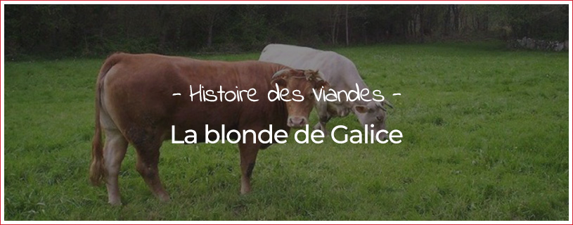 Blonde de Galice