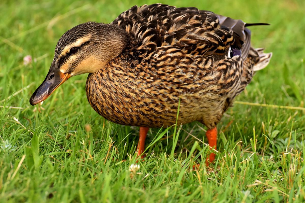 Le canard - Le blog fooding de Christine Spiesser, artisan boucher ...